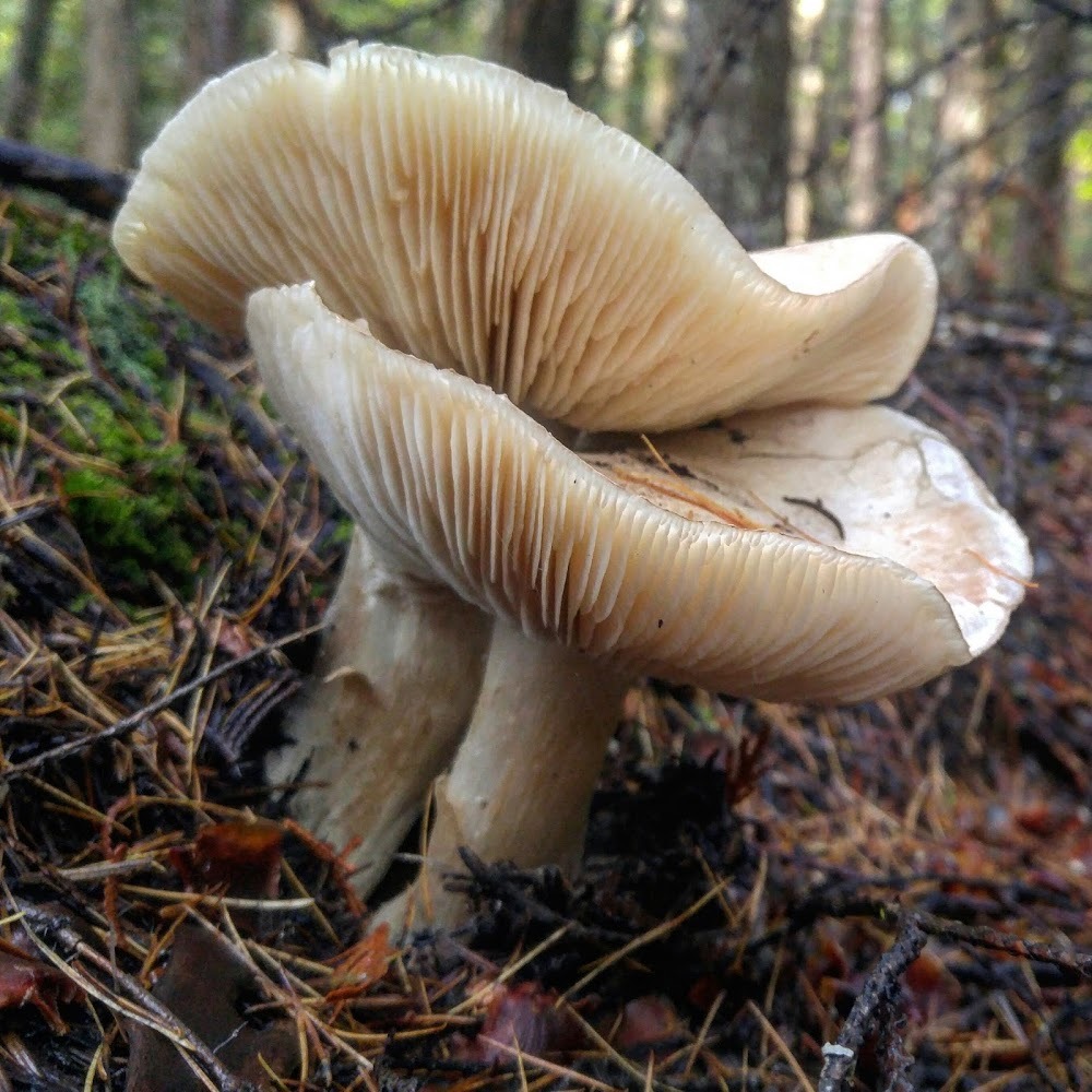 Meet your Posher, Naomi